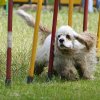 slalom_miluju!