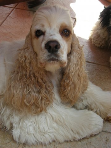 blancinka