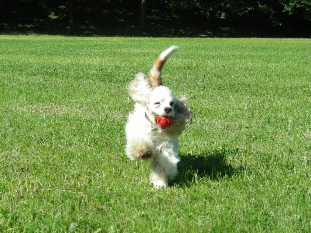 Archibald Angel