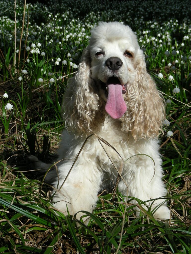Archibald Angel