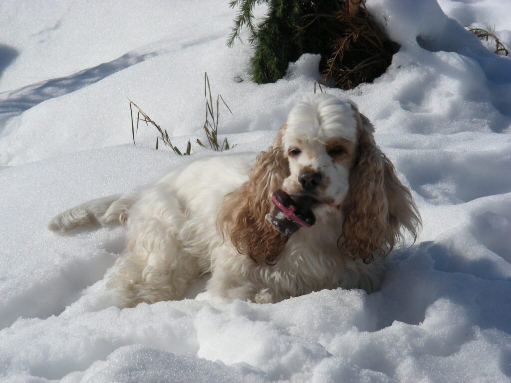 Blanche Baby