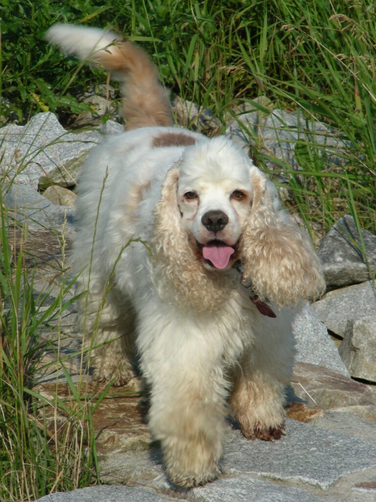 Archibald Angel