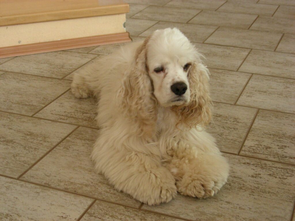 Archibald Angel