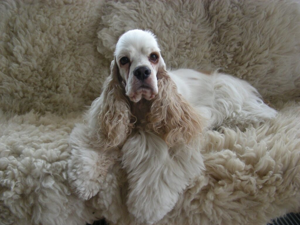 Archibald Angel