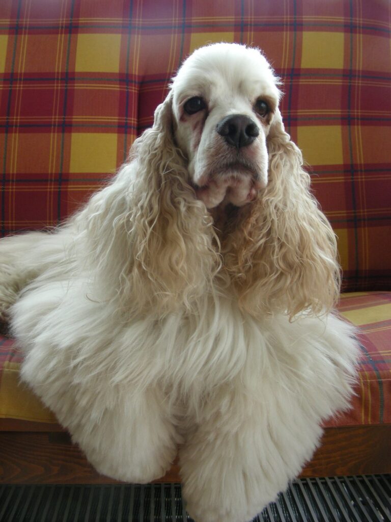 Archibald Angel