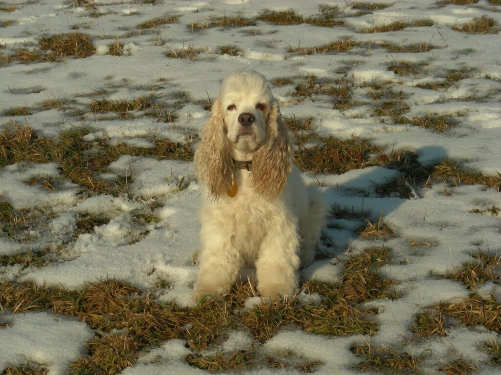 Archibald Angel