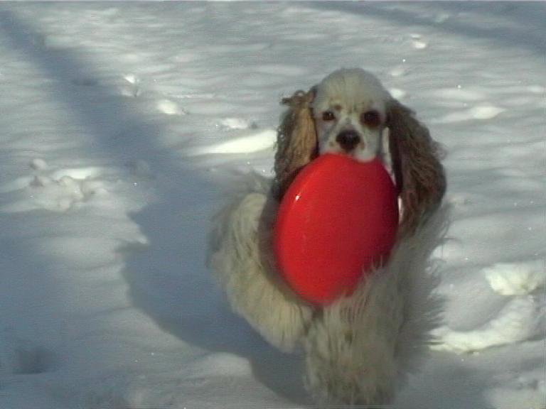 Archibald Angel