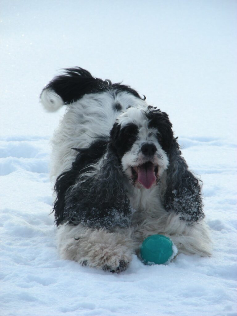 Abigail Avalanche