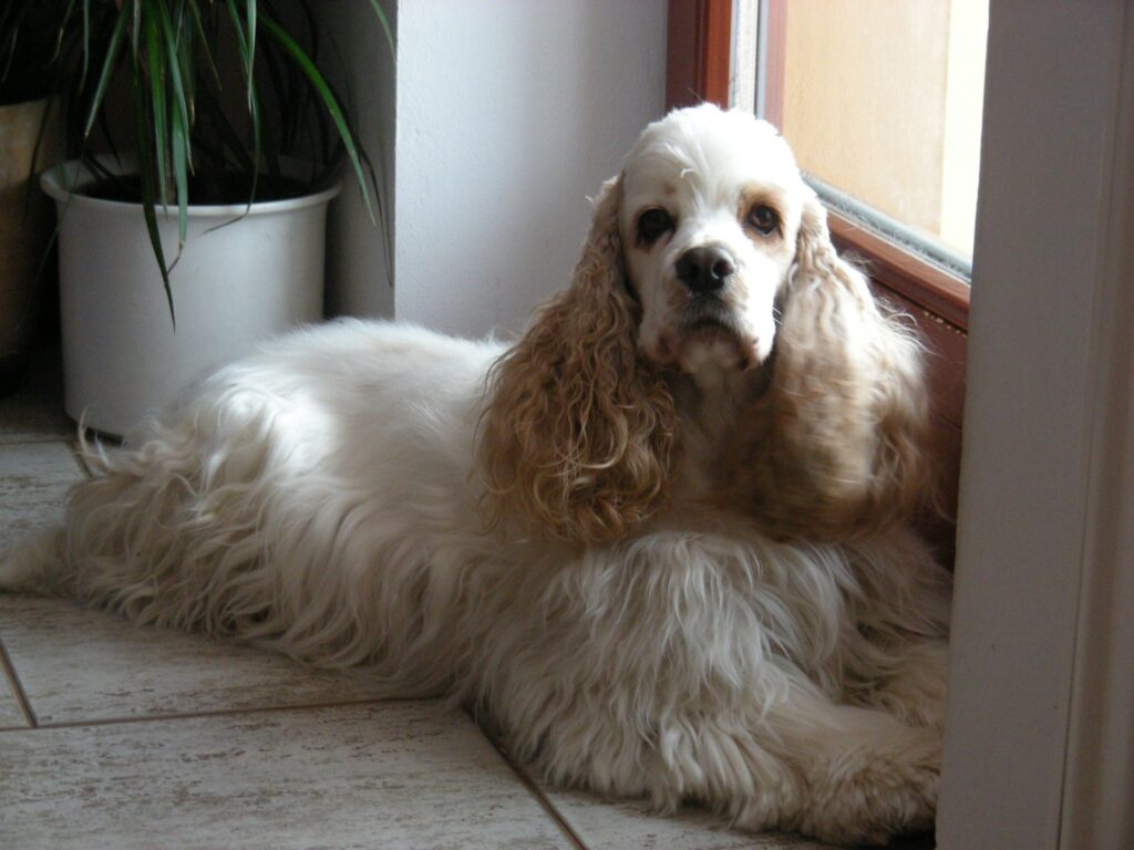 Blanche Baby