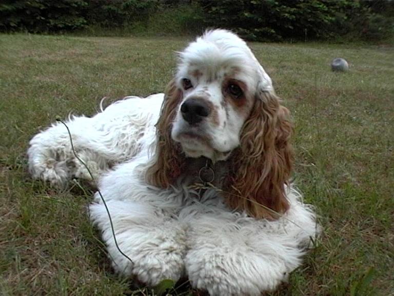 Archibald Angel
