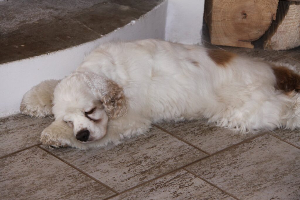 Archibald Angel