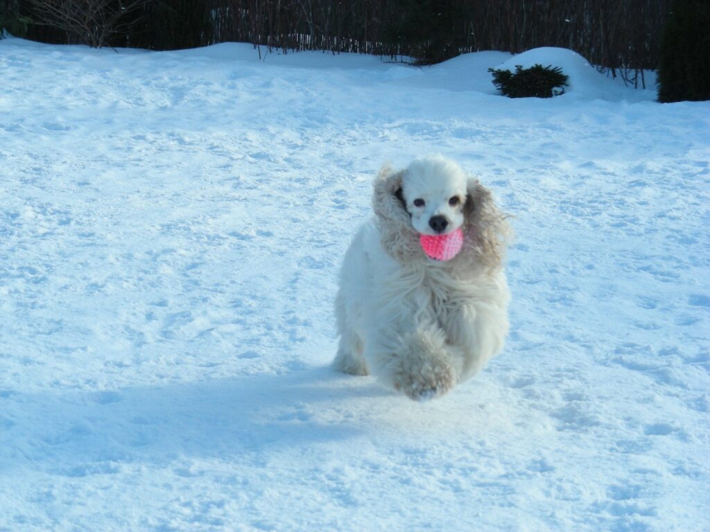 Archibald Angel