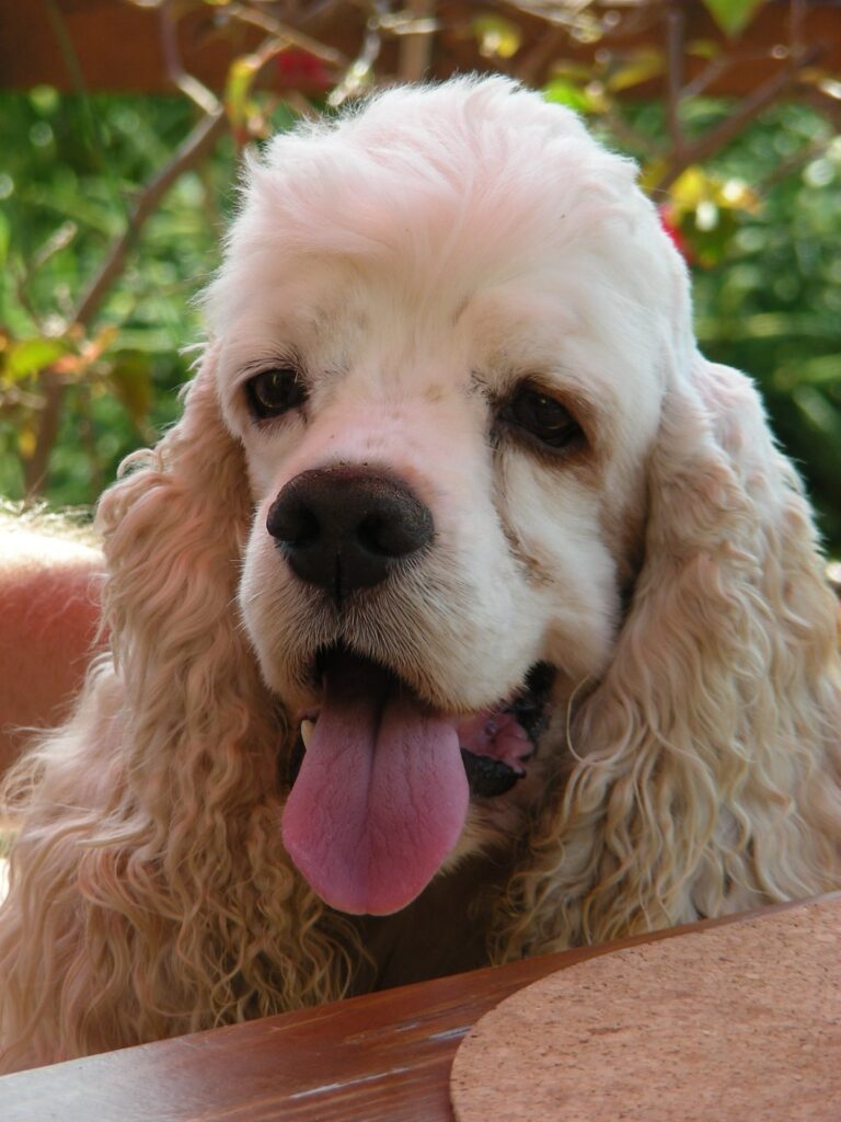 Archibald Angel